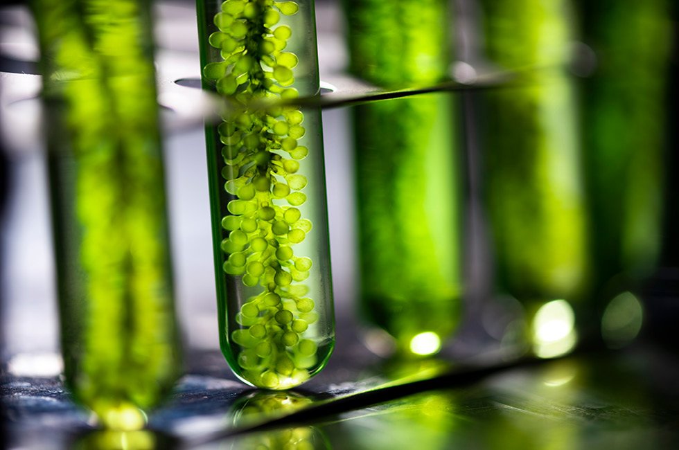 바이오 연료 생산 기술: 미세조류를 활용한 에너지