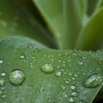 비 냄새의 과학적 원리: 페트리코, 왜 토양 향기가 비 뒤에 강해질까?