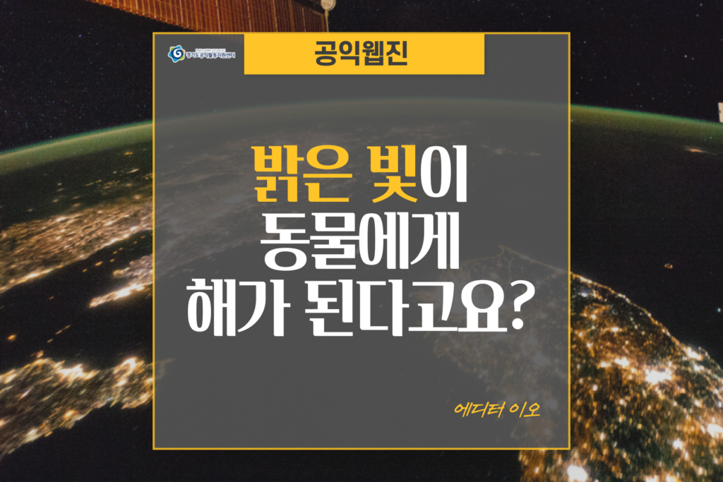 빛 공해가 야행성 동물에게 미치는 영향: 생태계 교란과 대응 방안