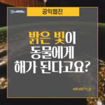 빛 공해가 야행성 동물에게 미치는 영향: 생태계 교란과 대응 방안
