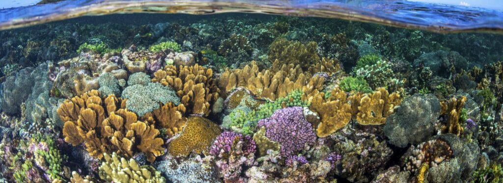 산호초가 폭풍으로부터 해안을 보호하는 원리와 중요한 역할