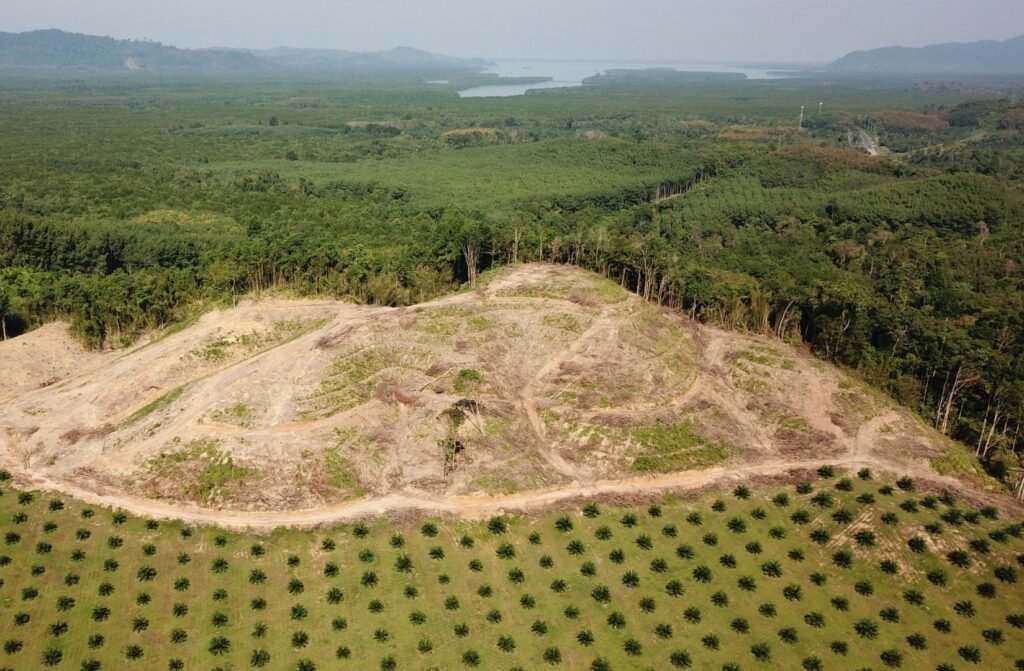 삼림 벌채가 질병 발생 위험을 높이는 과정과 예방 방안