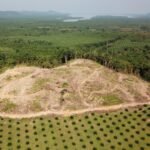 삼림 벌채가 질병 발생 위험을 높이는 과정과 예방 방안