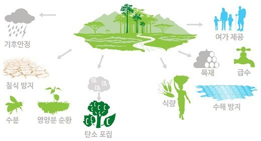 서식지 파편화가 미치는 영향: 생태계와 생물 다양성에 대한 심층 분석