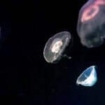 심해 채굴(Deep Sea Mining)의 기술적 난제와 환경 영향