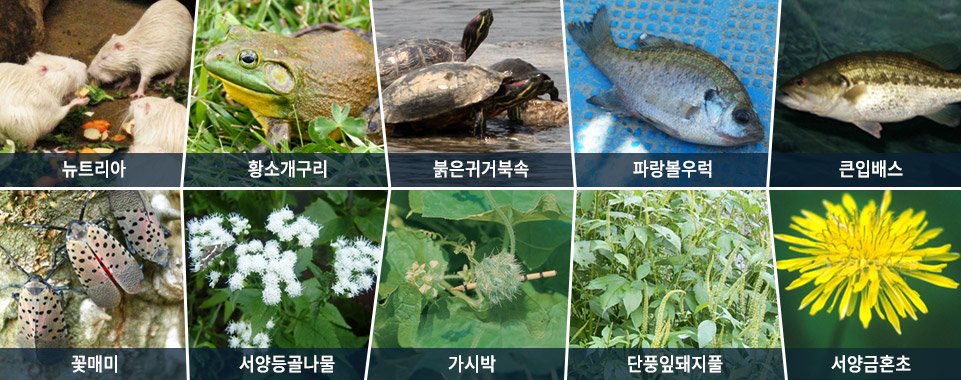 외래 침입종이 자연 균형에 미치는 영향: 생태계 교란과 대처 방안