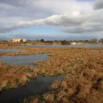 자연이 물을 정화하는 방법: 생태계의 놀라운 여과 과정