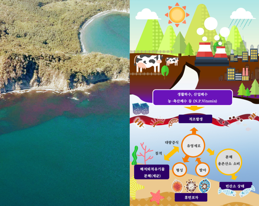 적조 현상과 그 속에서 수영하면 안 되는 이유: 위험성과 주의사항