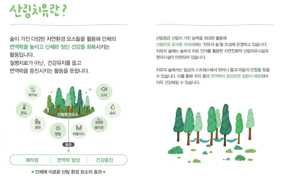 정신 건강을 위한 숲의 중요성: 자연이 주는 치유의 힘