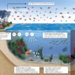 해양 산성화의 위협: 원인, 영향, 그리고 해결 방안