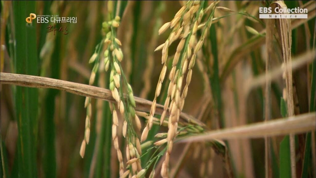 화산이 장기적으로 비옥한 토양을 만드는 이유와 자연의 신비