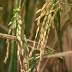 화산이 장기적으로 비옥한 토양을 만드는 이유와 자연의 신비