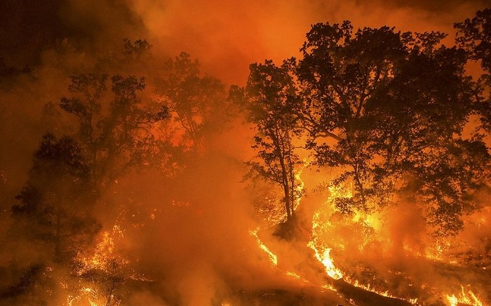 화재의 역설: 산불을 끄는 것이 실수인 이유와 자연 생태계의 중요성